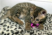 SierraGold Bengals: Lancelot with a toy.<br>
